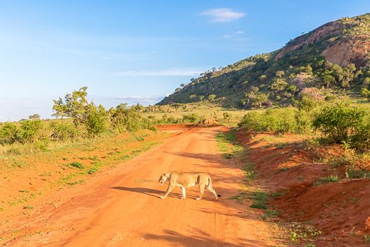 Kenya Safari + Villa avec piscine privée