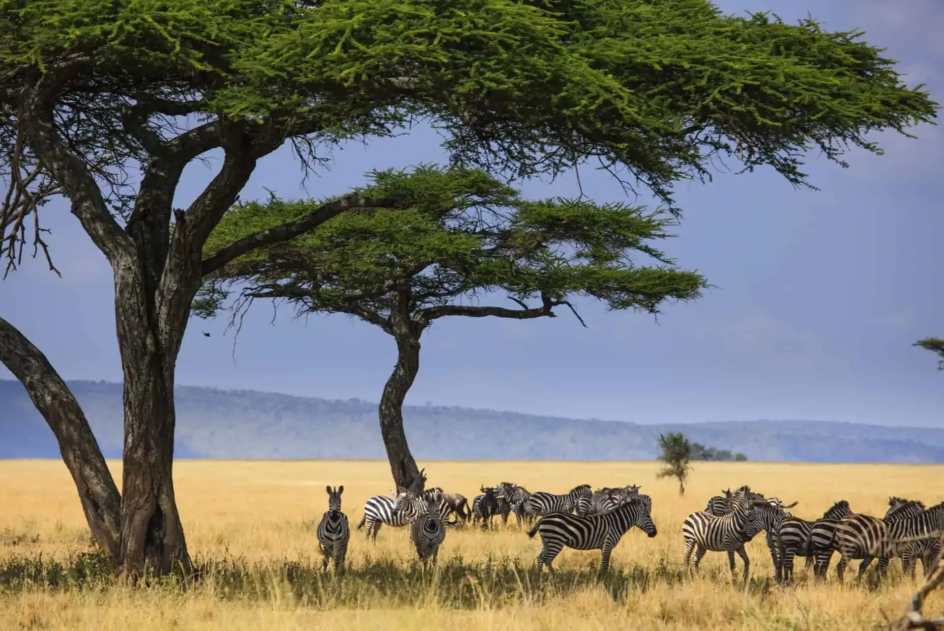 Combiné Safari Tanzanie & Zanzibar en villa avec piscine privée